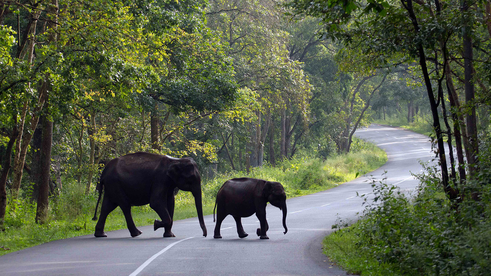 How to reach Wayanad from Chennai A Complete Travel Guide