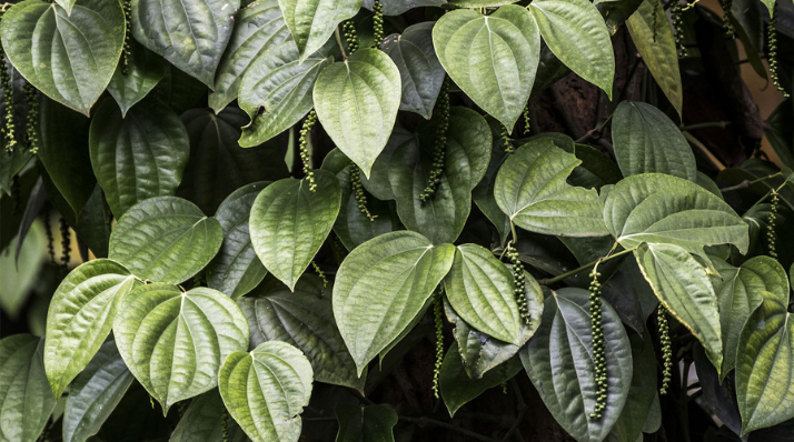 Pepper Plantation in Wayanad