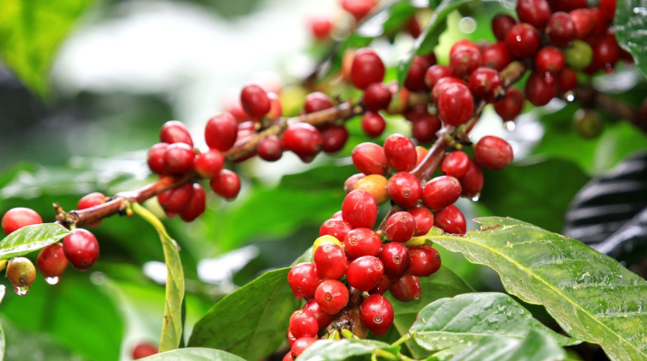 Coffee Plantation in Wayanad