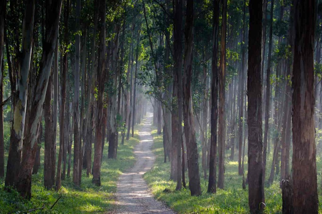 Things to do when you plan a Bangalore to Wayanad Trip