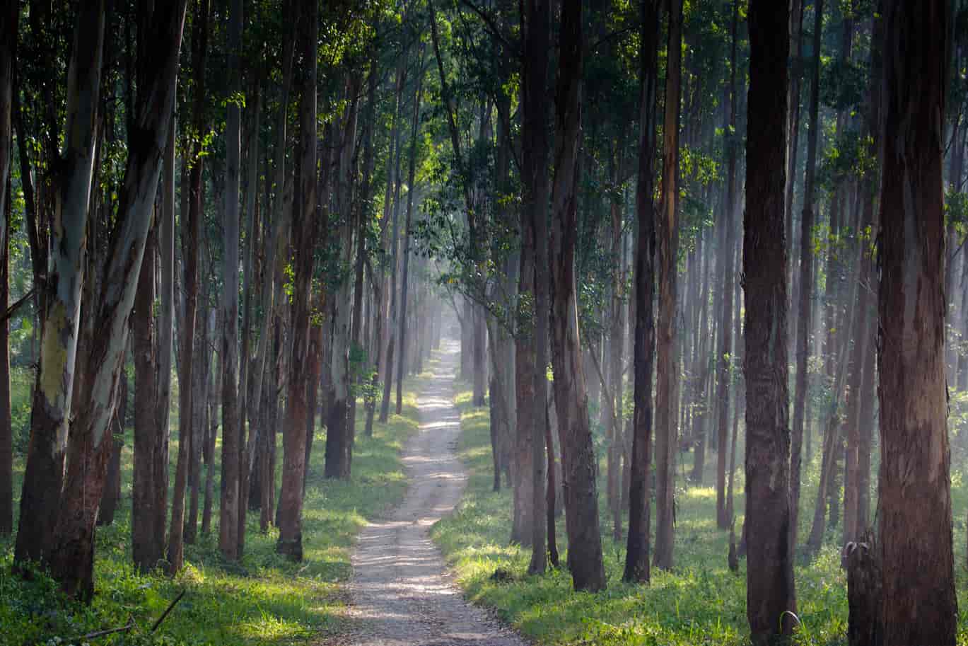 Monsoon Wayanad
