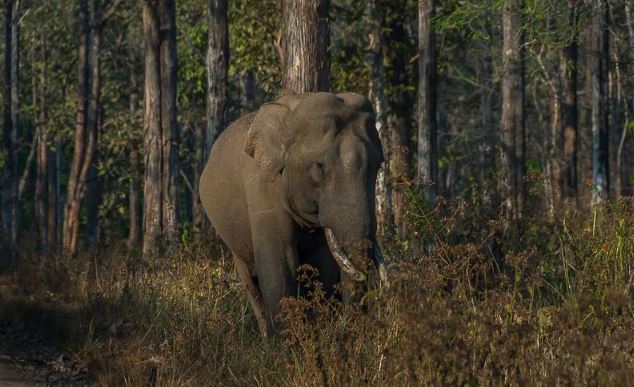 wayanad wildlife sanctury