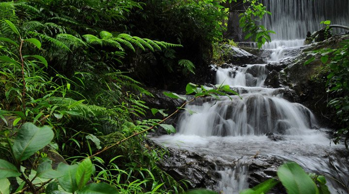 Top 6 Waterfalls in Wayanad