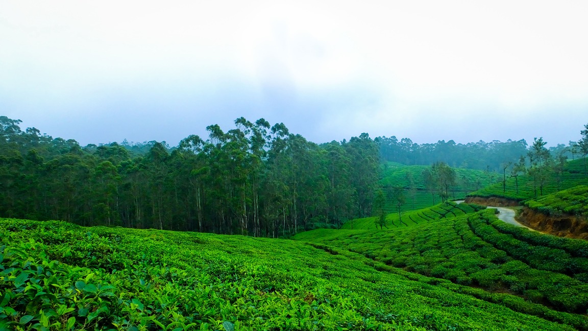 Interesting Facts about Wayanad that will surprise you