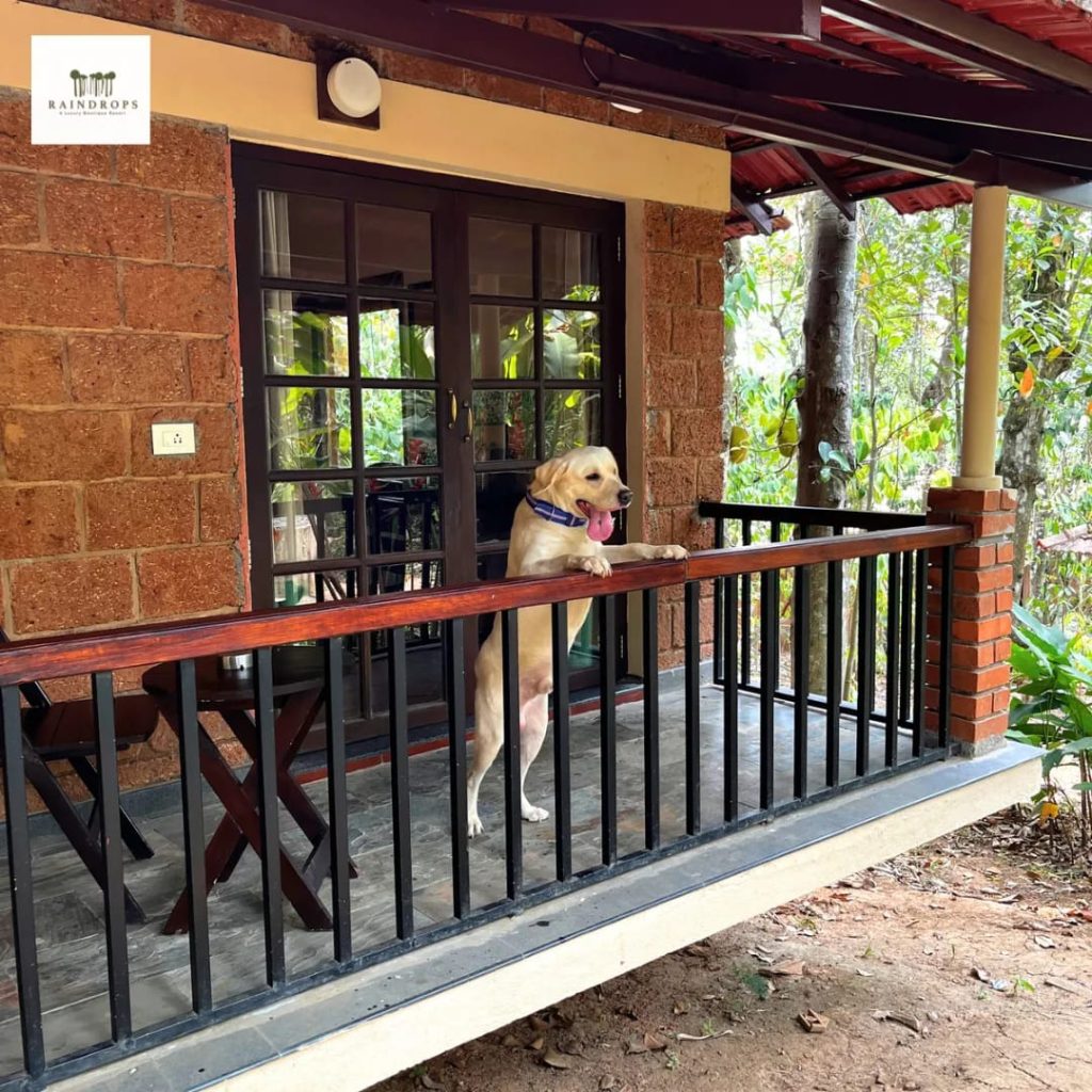 Pet Friendly Resorts