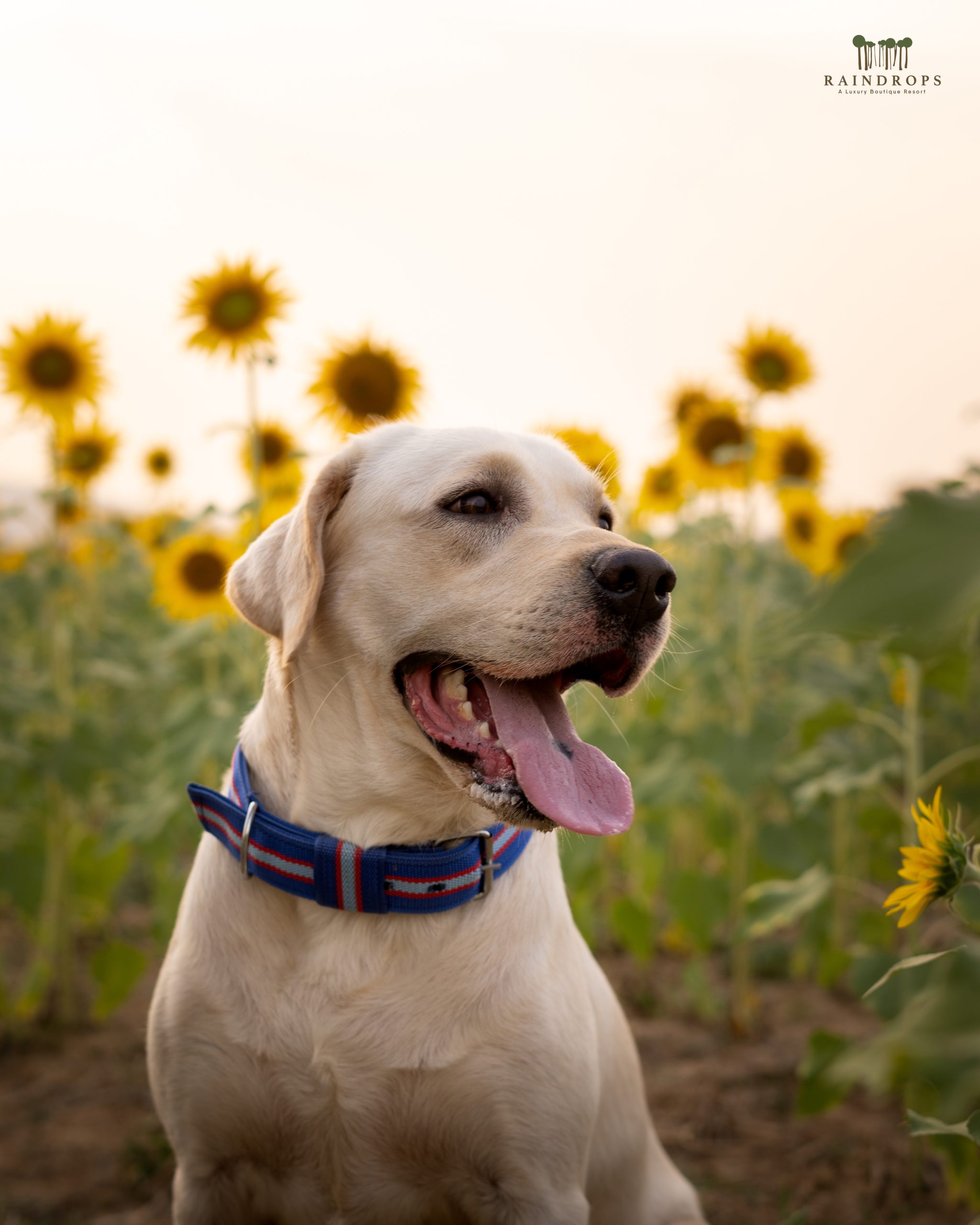 Plantation pet friendly resorts