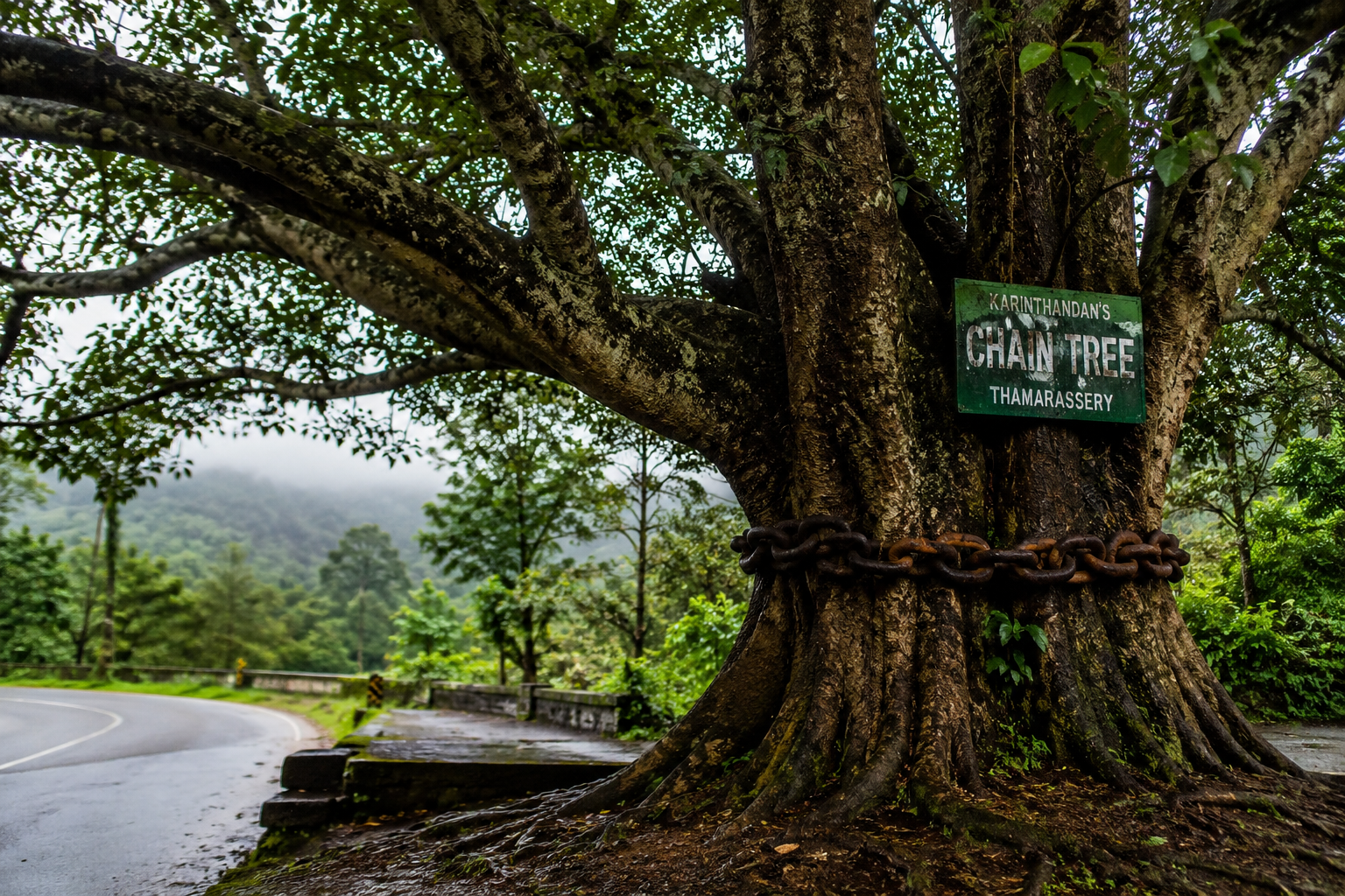 Chain Tree in Wayanad
