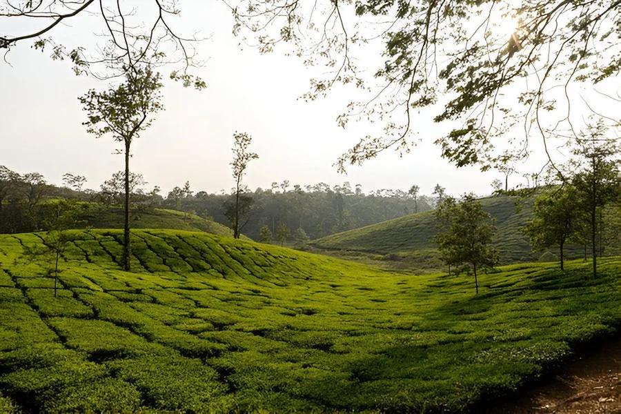 Things to Do in Wayanad