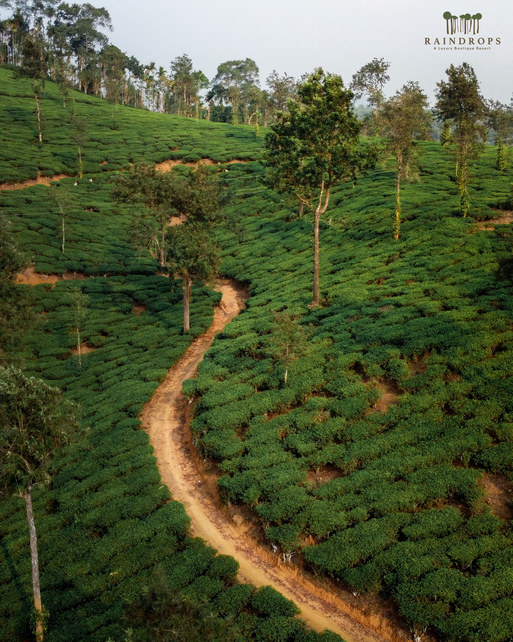Good Time to Visit Wayanad