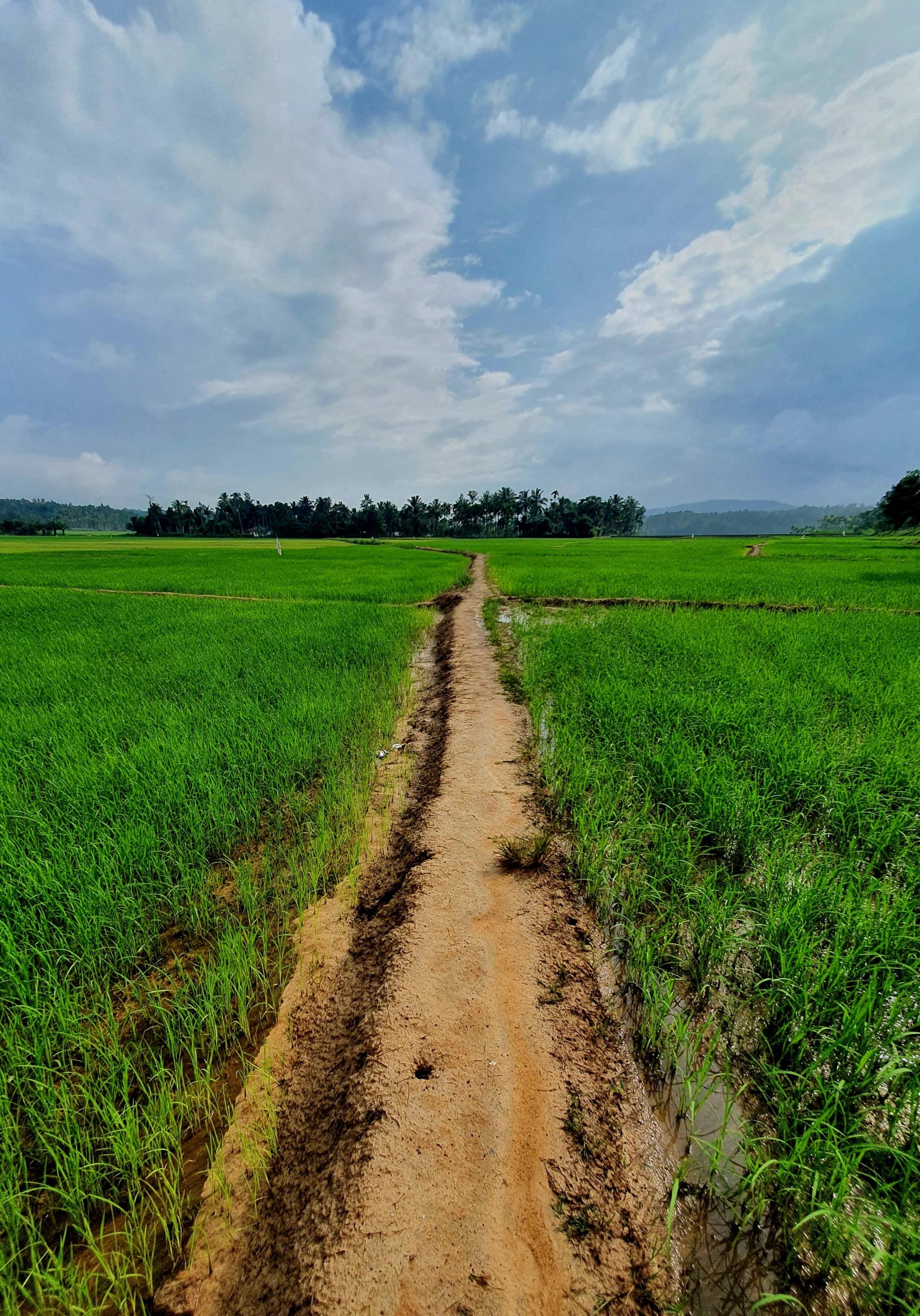 wayanad weather in june