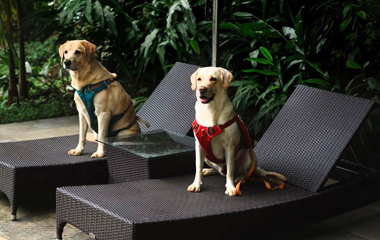 Pet-Friendly Resort in Wayanad