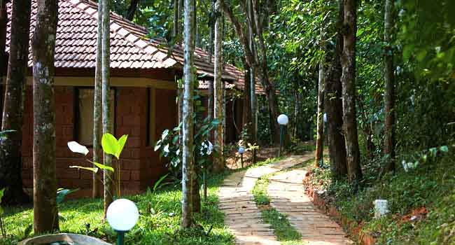 Raindrops Resort Wayanad Pathway View2