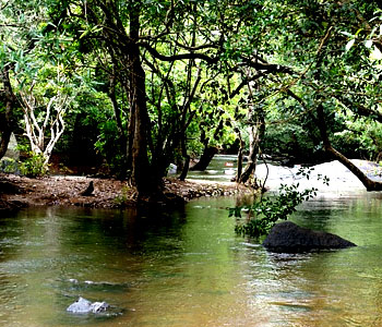 Wayanad River 
