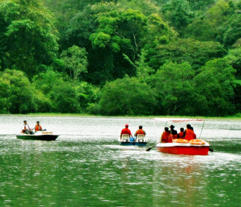Wayanad Forest